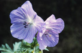 Geranium pratense